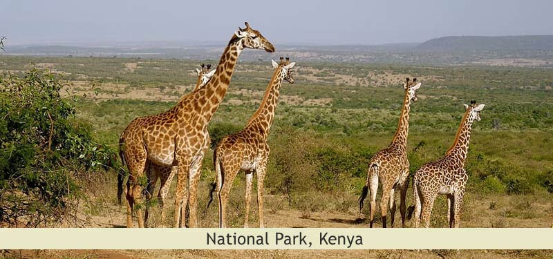 National Park, Kenya