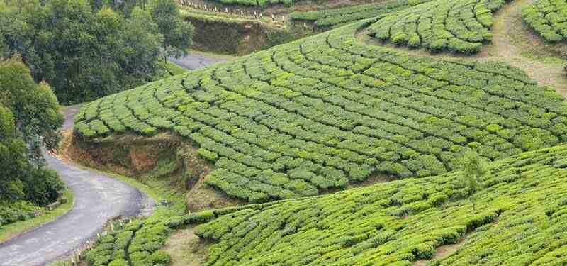 Munnar-Kerala