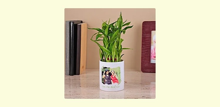 indoor plant with customized pot